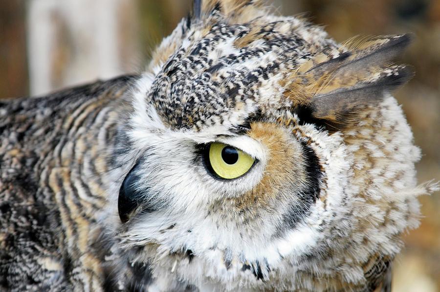 Great Horned Owl (bubo Virginianus) Photograph By Anthony Cooper ...