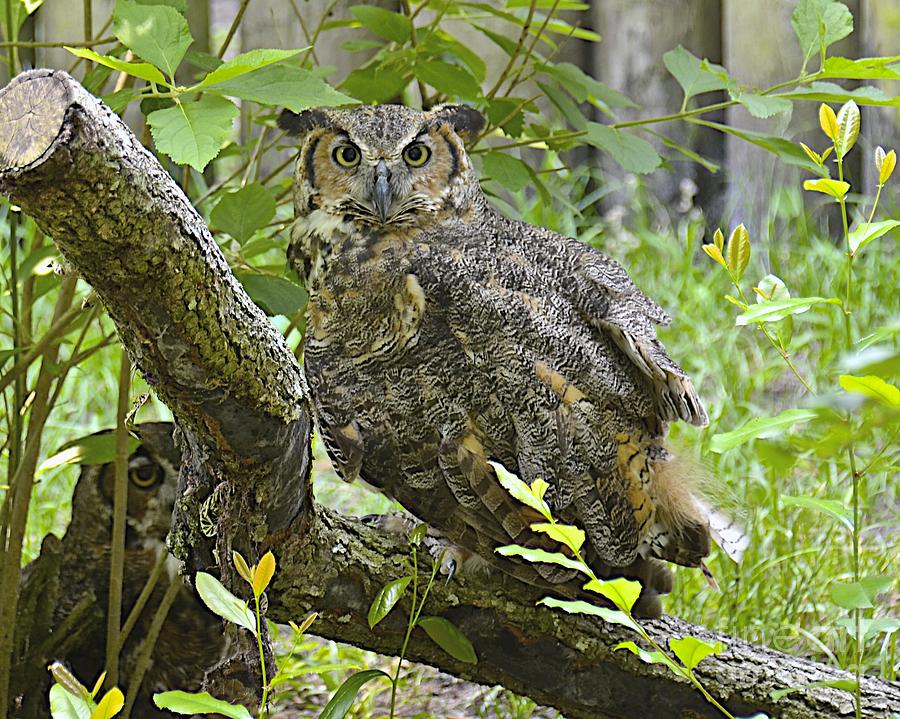Great Horned Owl Photograph by Carol  Bradley