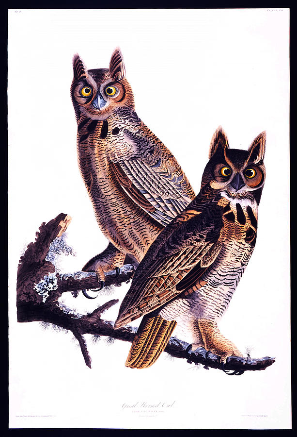 Great horned owl Painting by Celestial Images