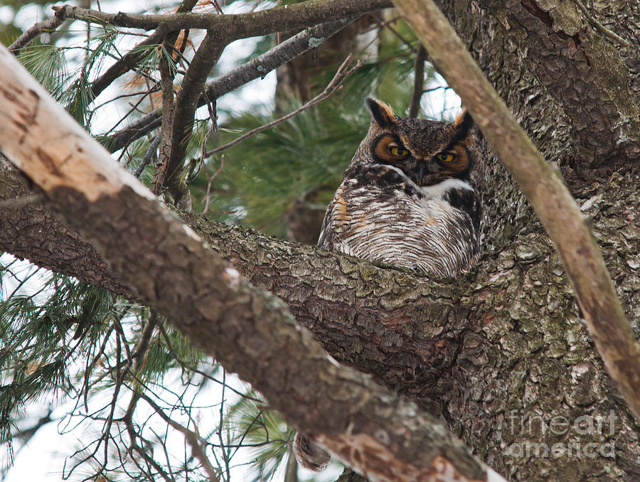 Owl Photograph - Great Horned Owl by Cheryl Baxter