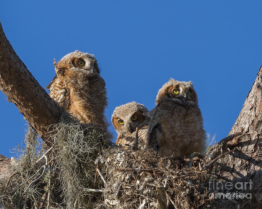 Great Horned Owl Chicks Photograph by Sue Karski