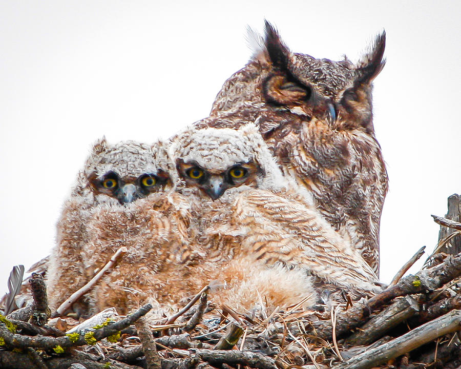 torvill owl chick