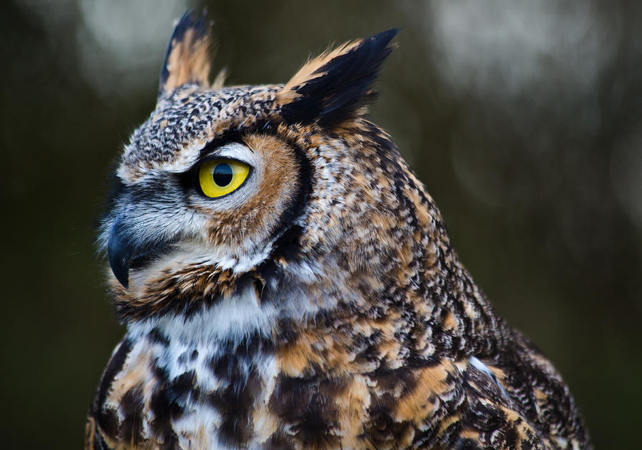 Great Horned Owl Close Up Photograph