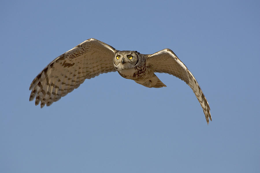 Great Horned Owl Photograph by Craig K. Lorenz