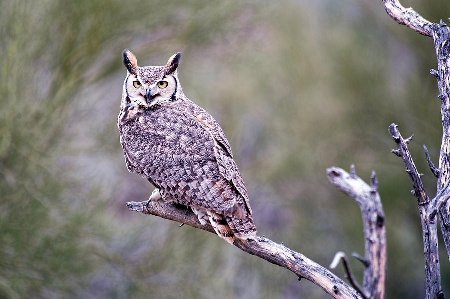 Great Horned Owl Photograph by Dan McManus