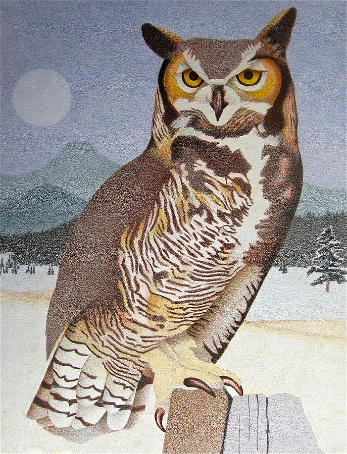 Great Horned Owl Drawing by Dan Miller
