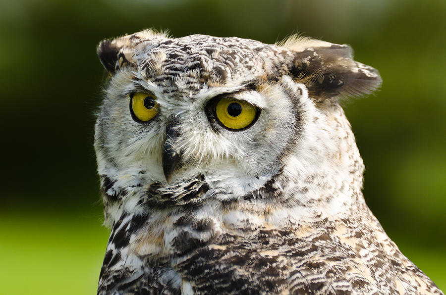 Great Horned Owl Photograph by David Head - Pixels