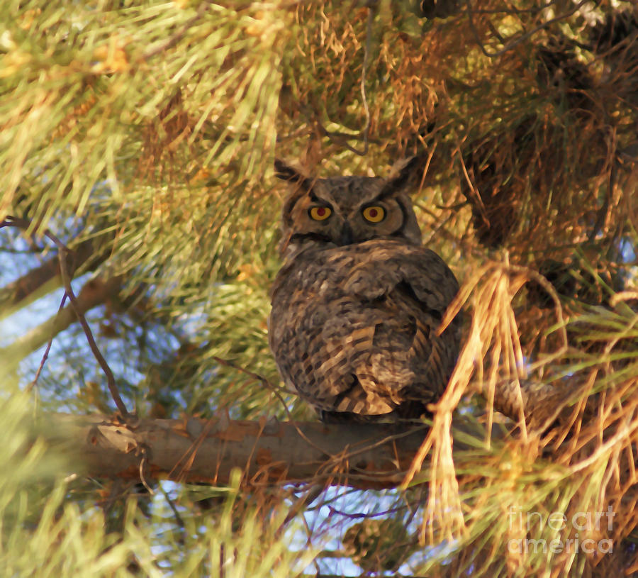 Owl Photograph - Great Horned Owl by Debby Pueschel