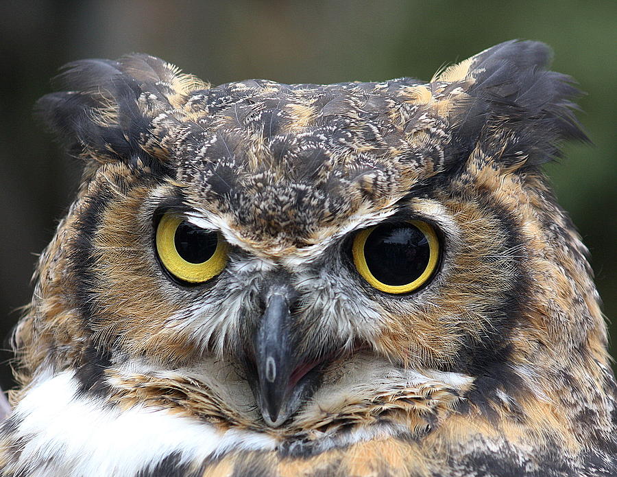 Great Horned Owl Photograph by Deshagen Photography - Fine Art America