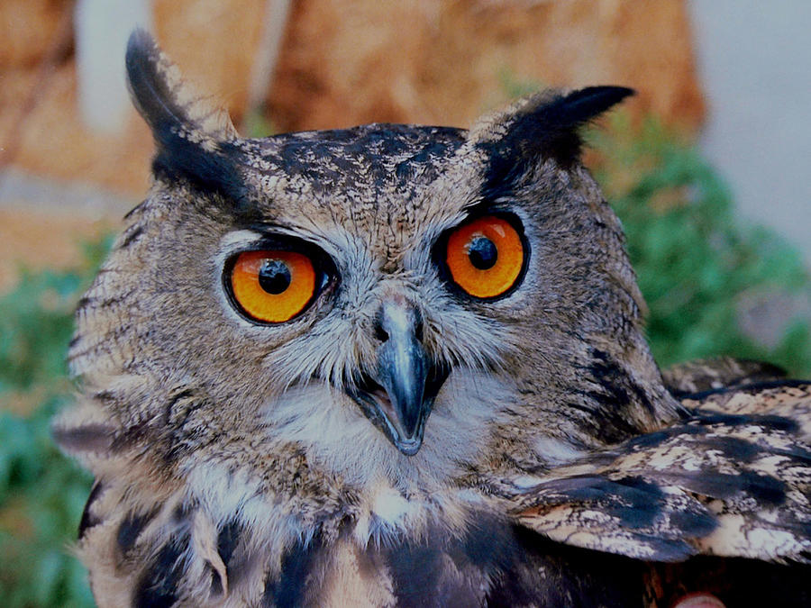 Great Horned Owl Photograph by Ellen Henneke