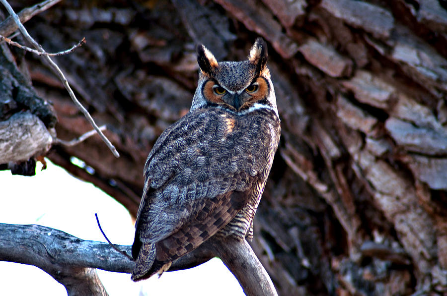 Great Horned Owl Photograph by Eric Rundle