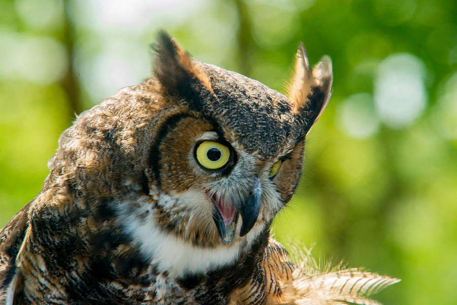 Great Horned Owl Eyeing Prey Photograph by Douglas Barnett - Fine Art ...