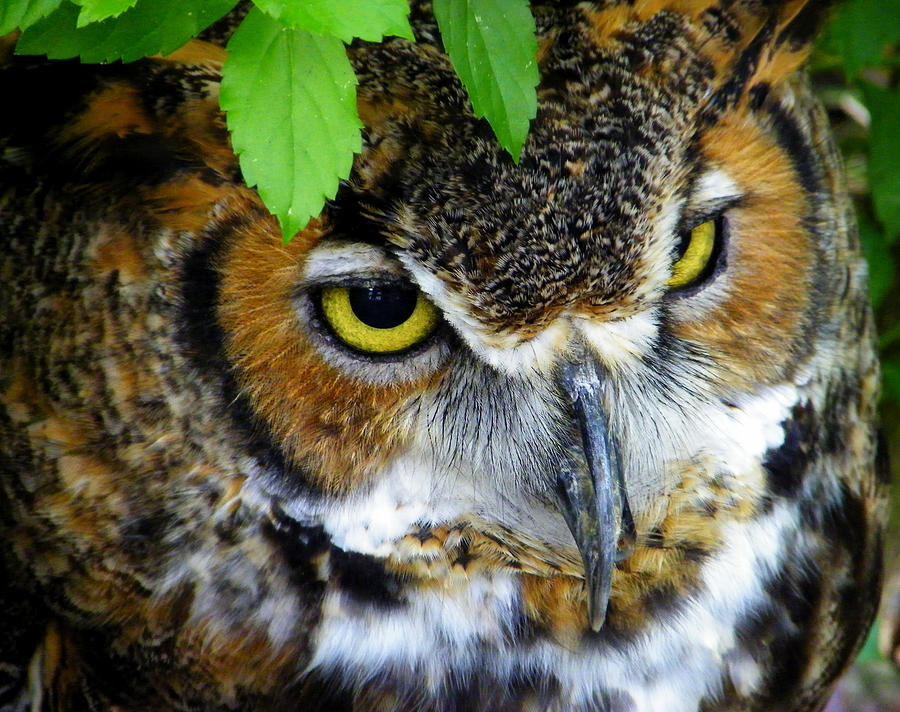 Nature Photograph - Great Horned Owl Eyes by Judy Wanamaker