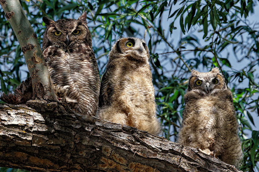 Great Horned Owl Family Photograph