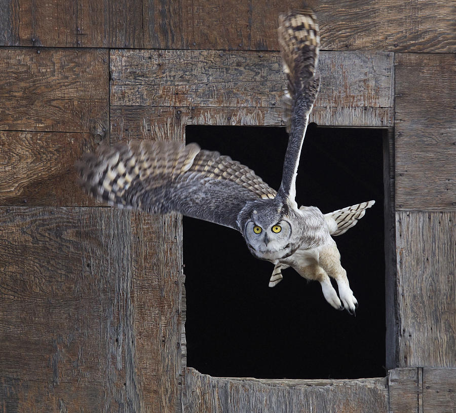 Great Horned Owl Flying Out Of An Old Photograph by Robert Postma