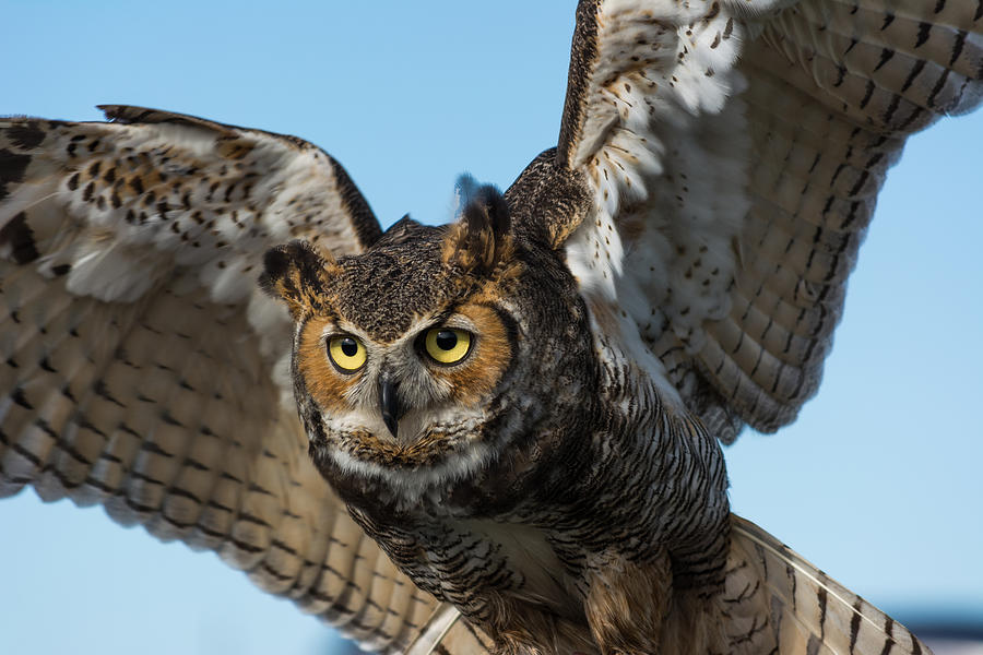 Great Horned Owl Photograph by Gabrielle Harrison - Fine Art America