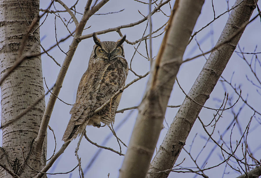Great Horned Owl Photograph by Gary Hall