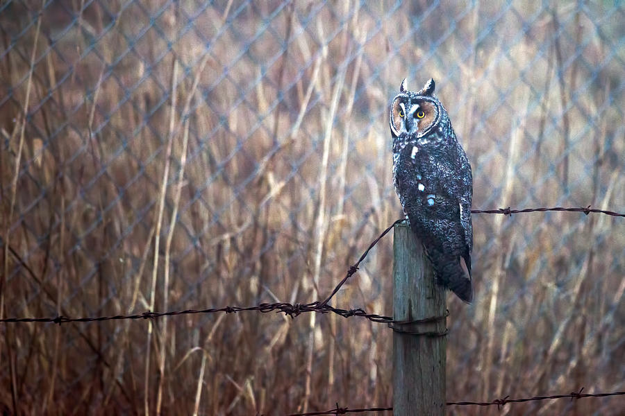 Great Horned Owl - grainy Photograph by Terry Dadswell
