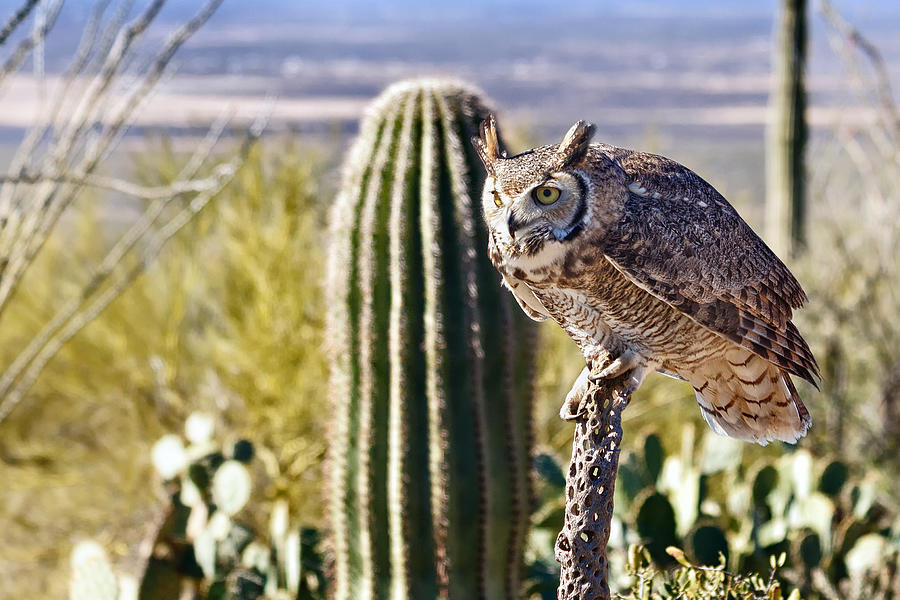 Great Horned Owl Hunting Photograph by Kathleen Bishop