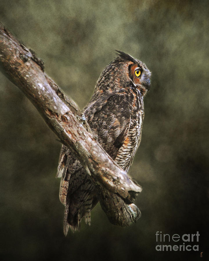 Great Horned Owl II Photograph by Jai Johnson