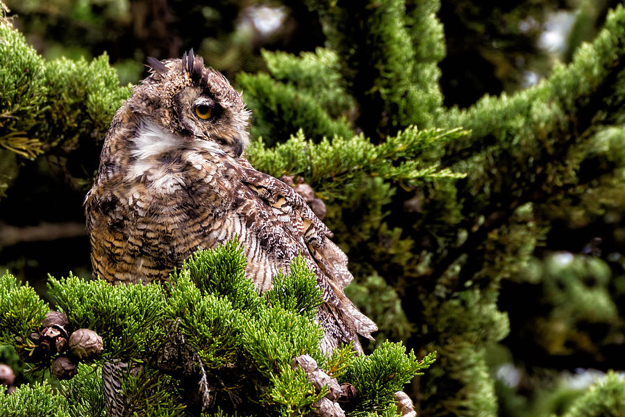 Point Reyes National Seashore Photograph - Great Horned Owl in a Cypress Tree by Kathleen Bishop