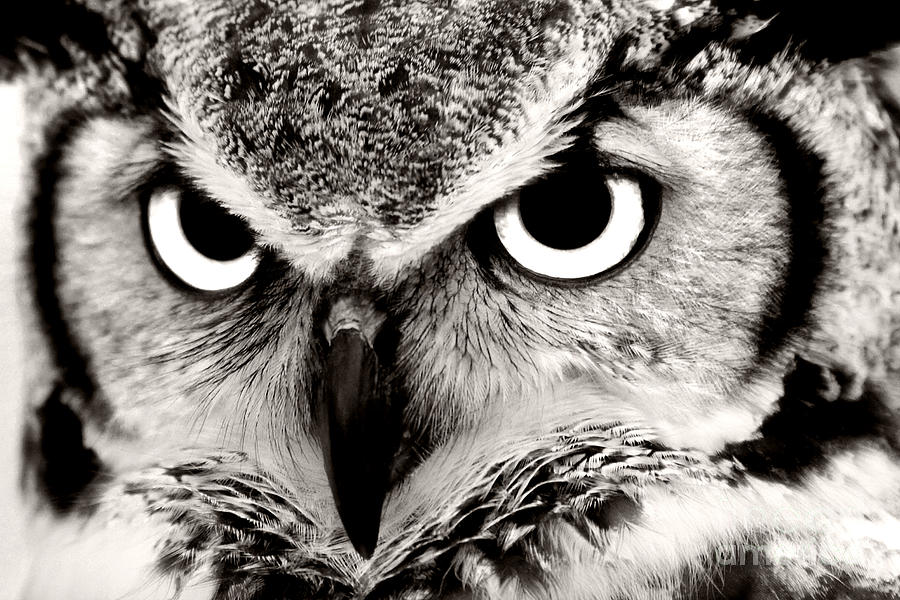 Great Horned Owl In Black And White