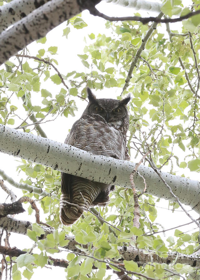 Up Movie Photograph - Great Horned Owl in Cottonwood Treee by Carol Groenen