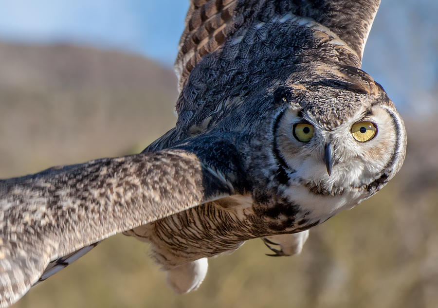 Great Horned Owl in Flight - Coming At-Cha Photograph by James Capo