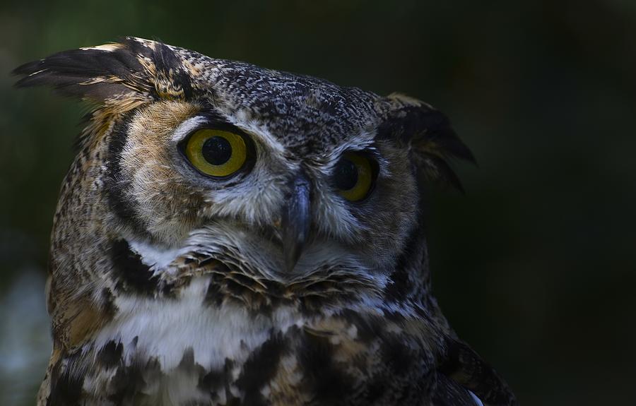 Great Horned Owl in Green -2 Photograph by Rae Ann M Garrett