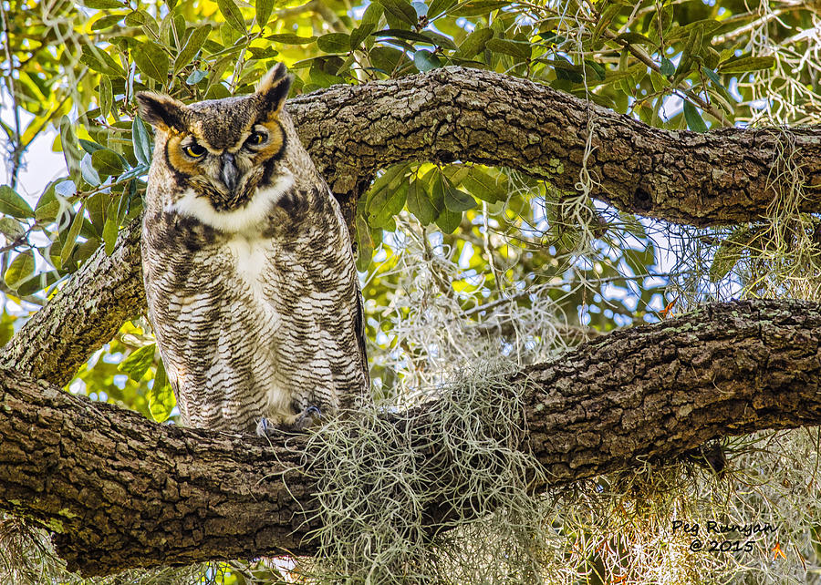 Great Horned Owl In Tree Photograph By Peg Runyan Pixels 