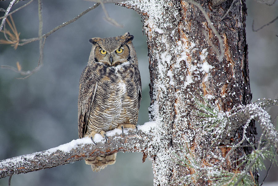 Great Horned Owl in Winter Photograph by Tim Fitzharris