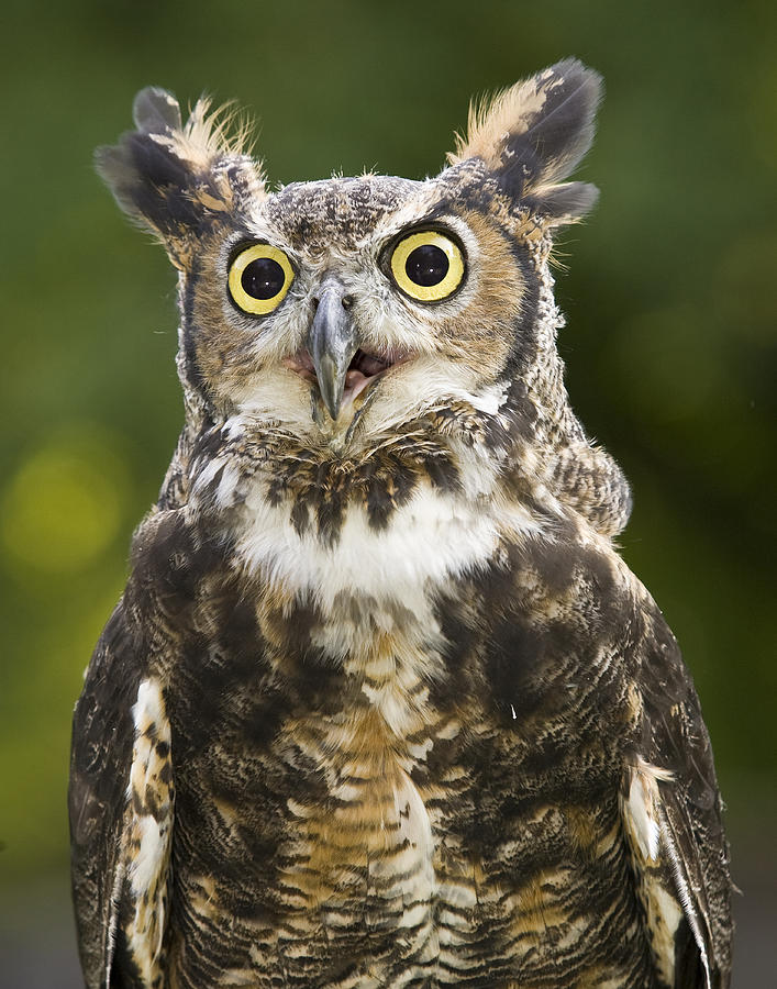 Great Horned Owl Photograph by Jack Nevitt