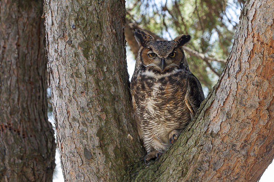 Great Horned Owl Photograph by Jack R Perry