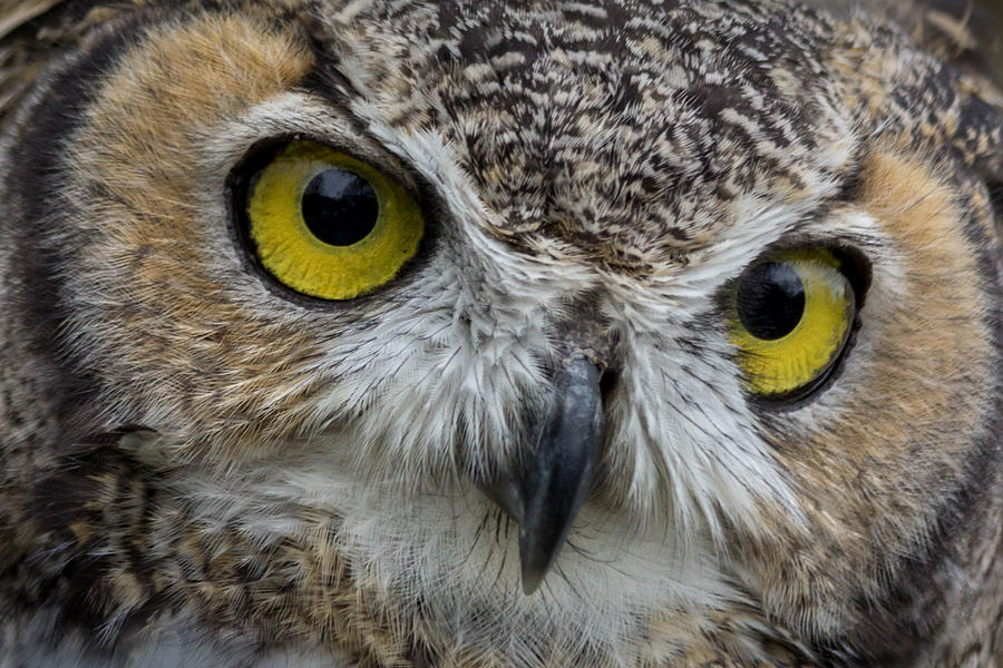Great Horned Owl Photograph by James Woody