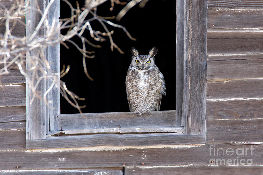 Bird Photograph - Great Horned Owl by Jim Zipp
