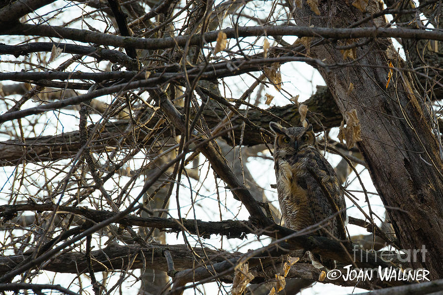 Great Horned Owl Photograph by Joan Wallner