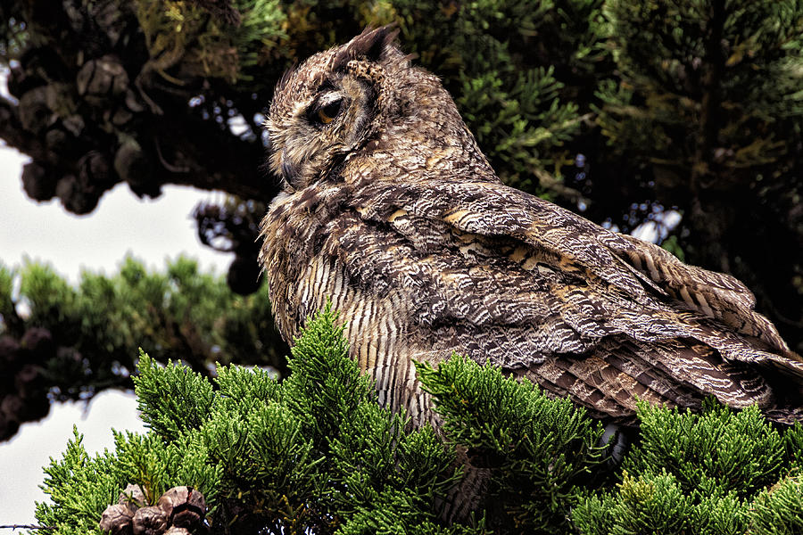 Great Horned Owl Photograph by Kathleen Bishop