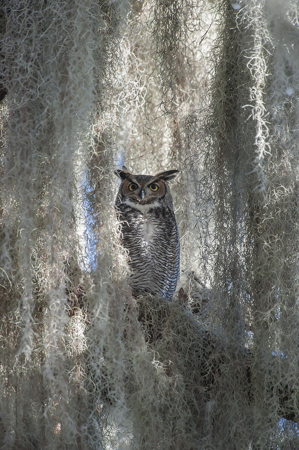 Owl Photograph - Great Horned Owl by Kenneth Blye