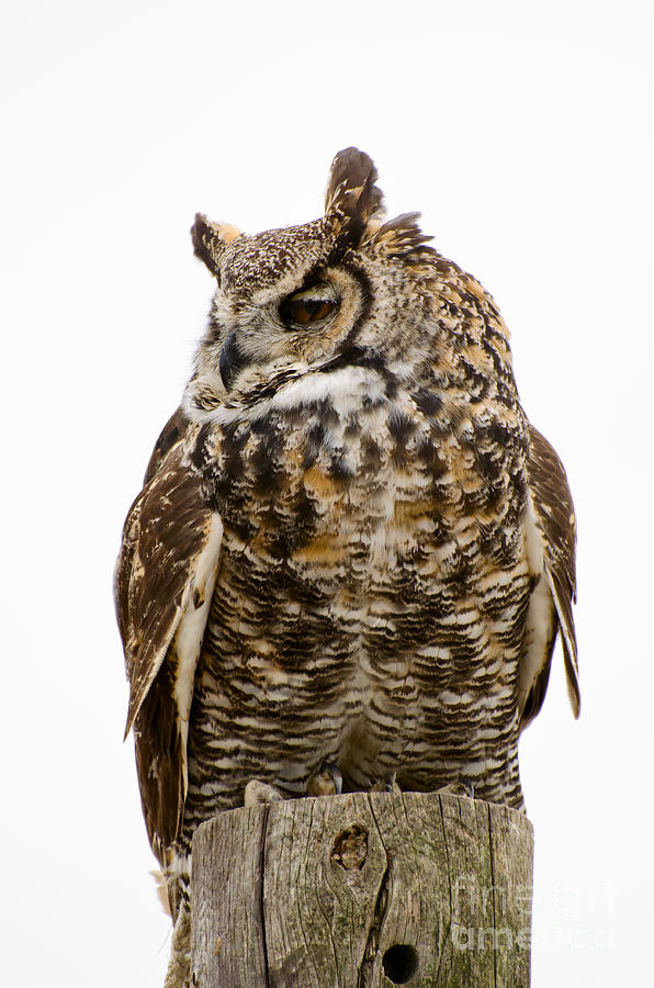 Great horned owl Photograph by Les Palenik
