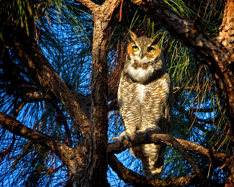 Great Horned Owl Photograph by Mark Andrew Thomas