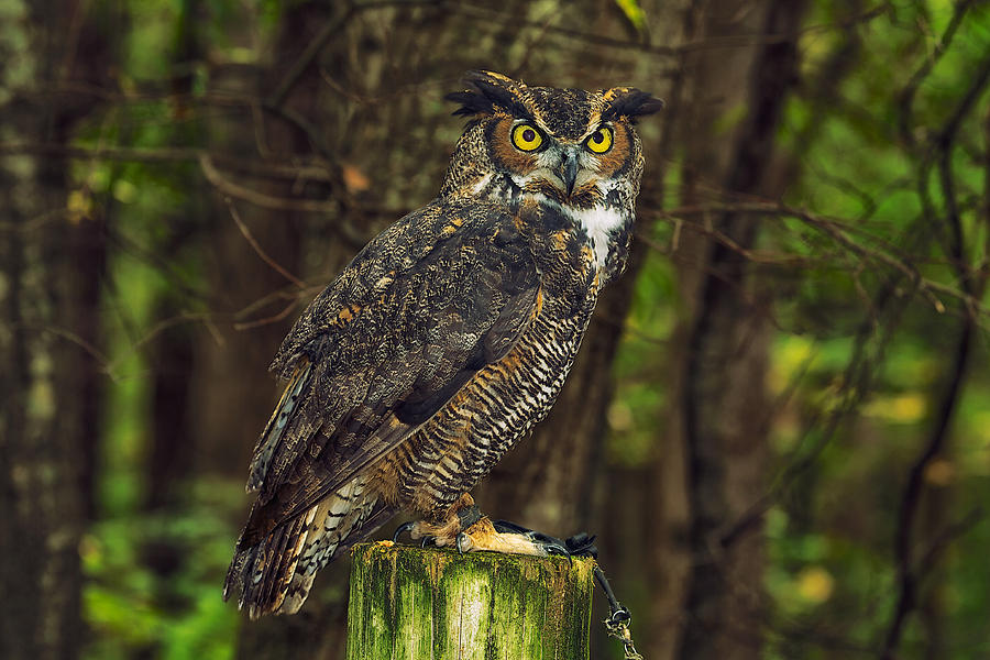 Great Horned Owl Photograph by Mark Steven Houser
