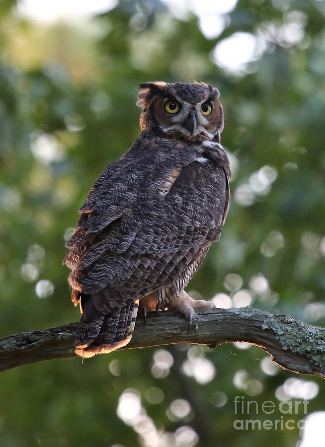 Great Horned Owl Photograph by Marty Fancy