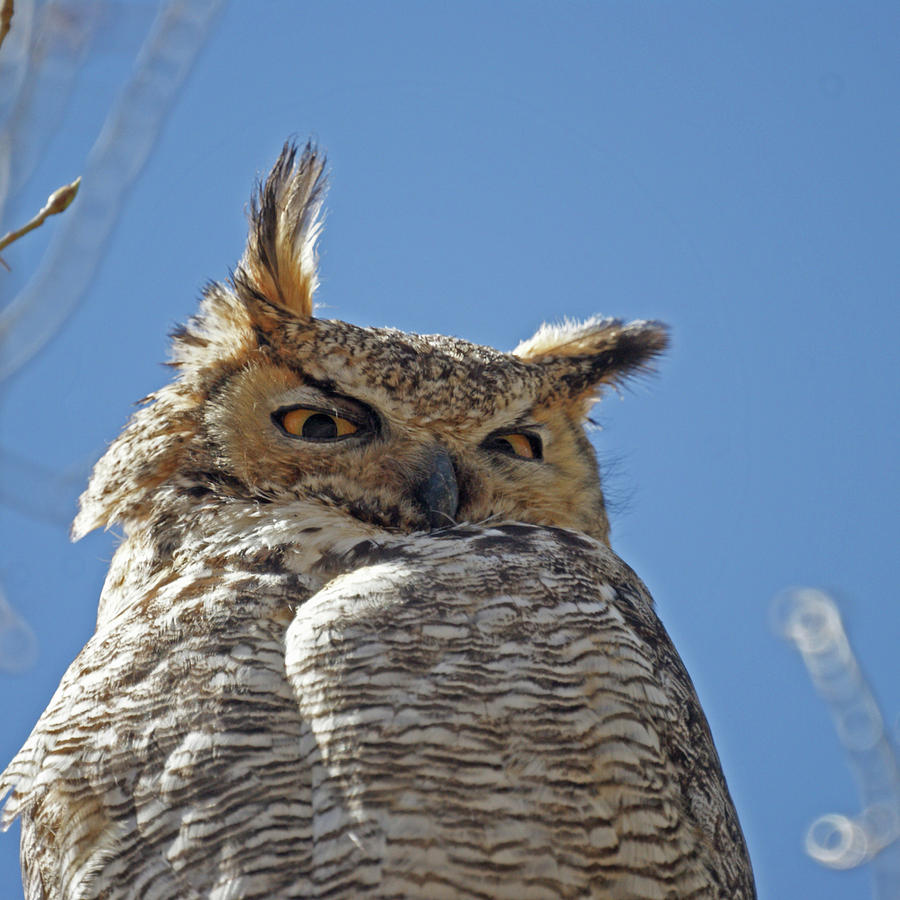 Great Horned Owl May 2011 Photograph by Ernest Echols