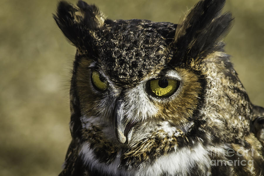 Great Horned Owl Photograph by Mitch Shindelbower