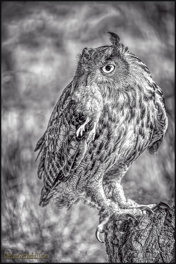Great Horned Owl Moonlight Raid Photograph by LeeAnn McLaneGoetz McLaneGoetzStudioLLCcom