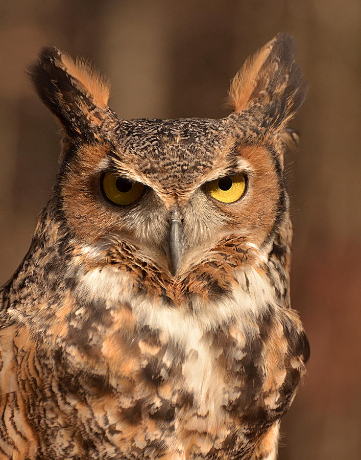 Great Horned Owl Photograph by Nancy Landry