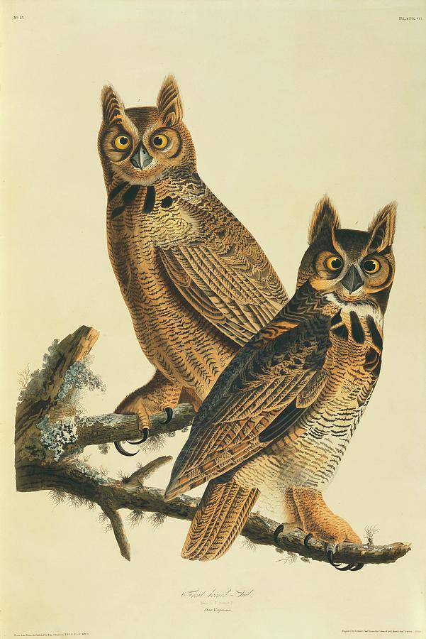 Great-horned Owl Photograph by Natural History Museum, London/science Photo Library