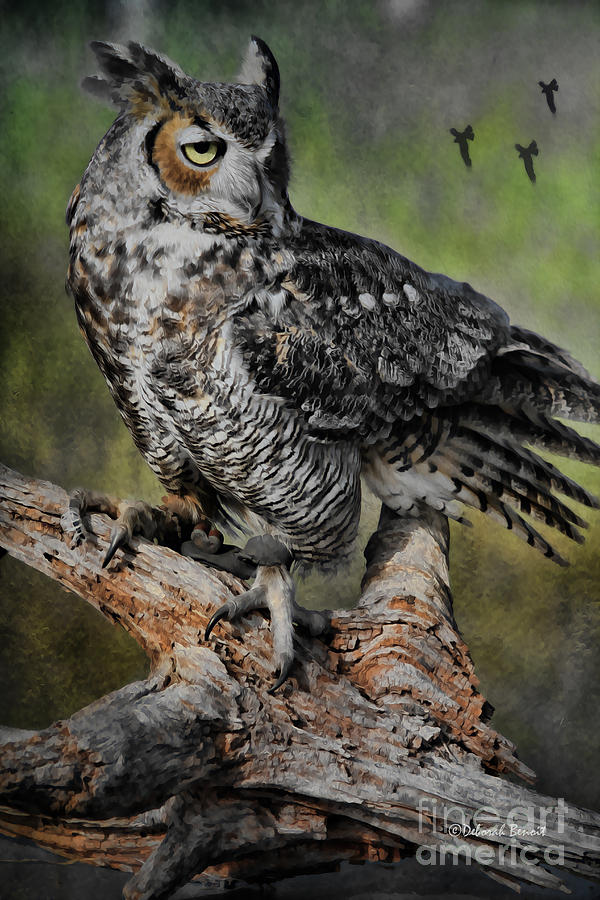 Owl Photograph - Great Horned Owl on Branch by Deborah Benoit