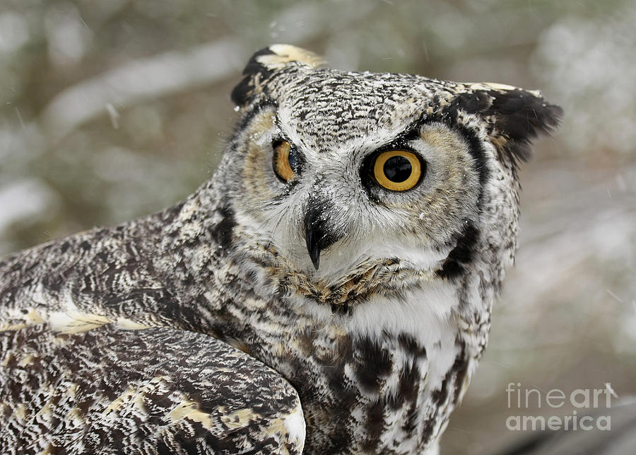 Nature Photograph - Great Horned Owl on the Look Out by Inspired Nature Photography Fine Art Photography