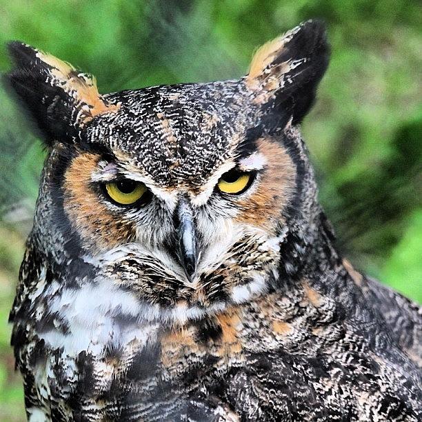 Owl Photograph - Great Horned Owl #owl #longisland by Lisa Thomas